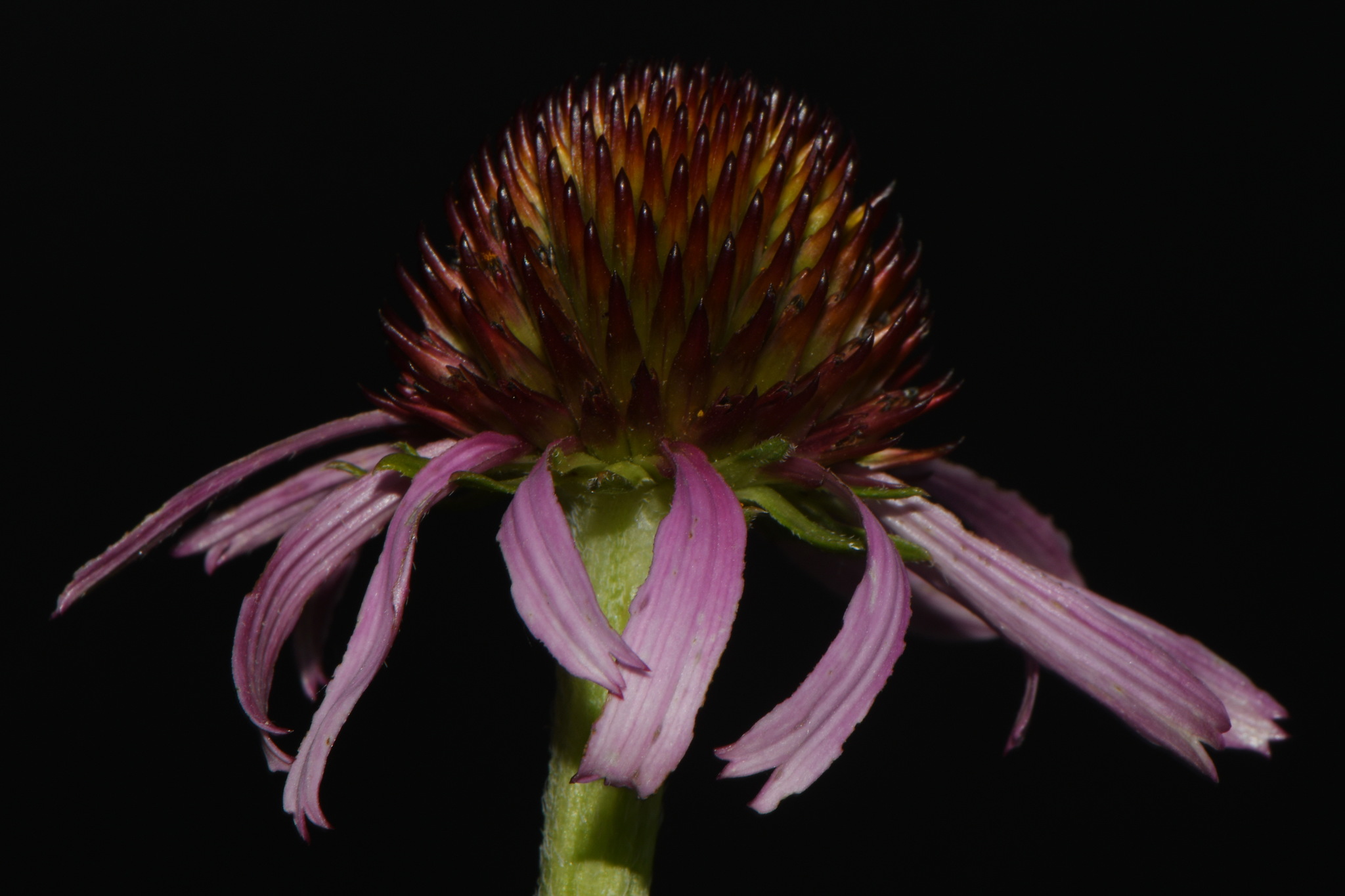 Topeka Purple Coneflower (Echinacea atrorubens)