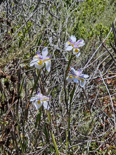 Dietes grandiflora