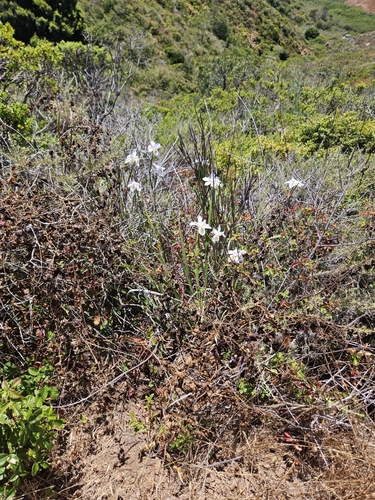 Dietes grandiflora