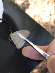 Nhambikuara cerradensis