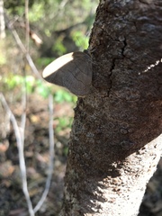 Nhambikuara cerradensis