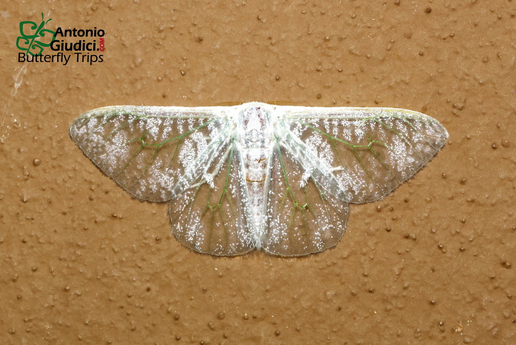 Arctornis semihyalina