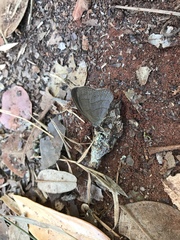 Nhambikuara cerradensis