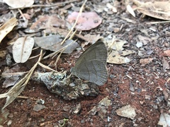 Nhambikuara cerradensis