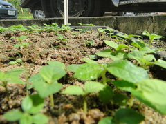 Tabebuia cassinoides