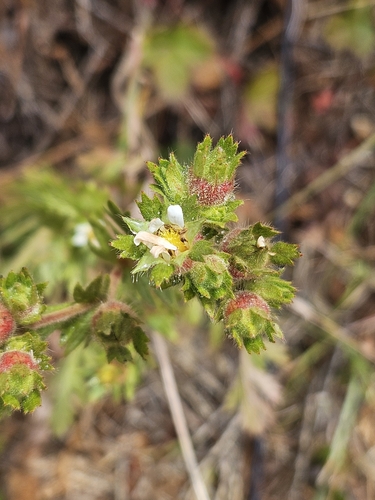 California horkelia (Horkelia californica)