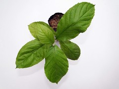 Tabebuia cassinoides