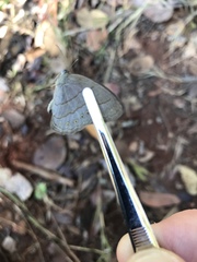 Nhambikuara cerradensis