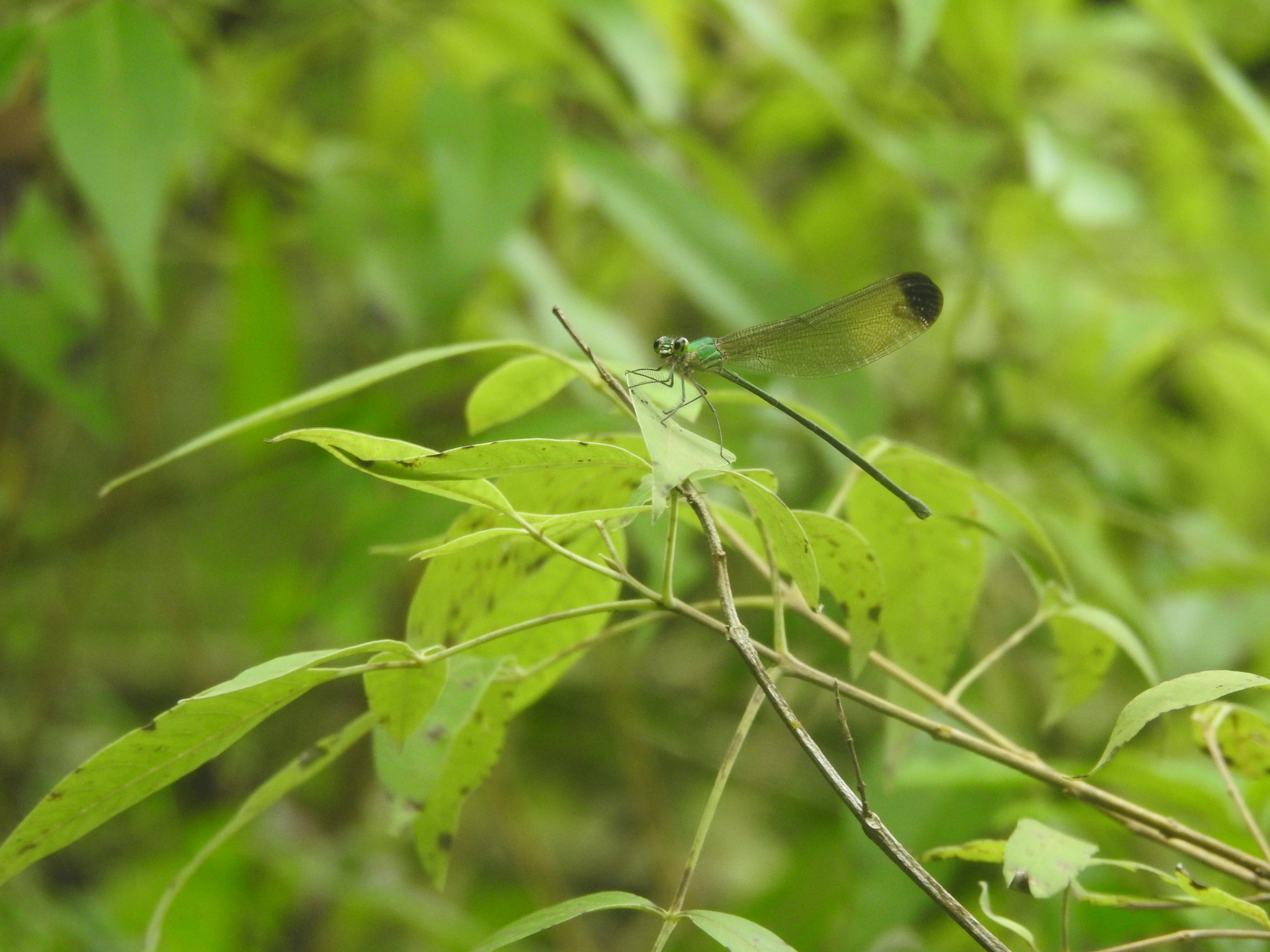 Black-Tip Flashwing