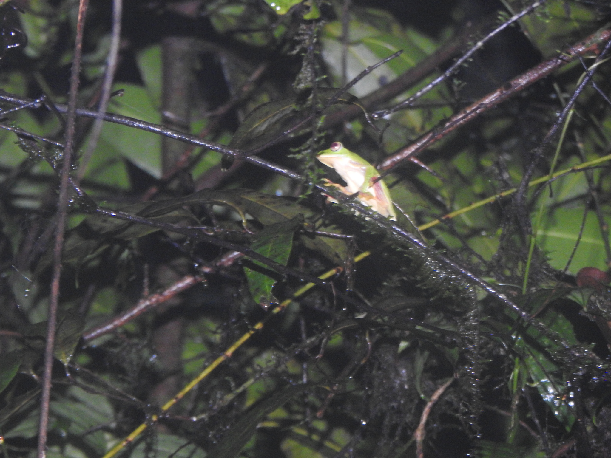 Malabar Gliding Tree Frog