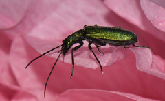 Chrysanthia viridissima