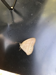 Nhambikuara cerradensis