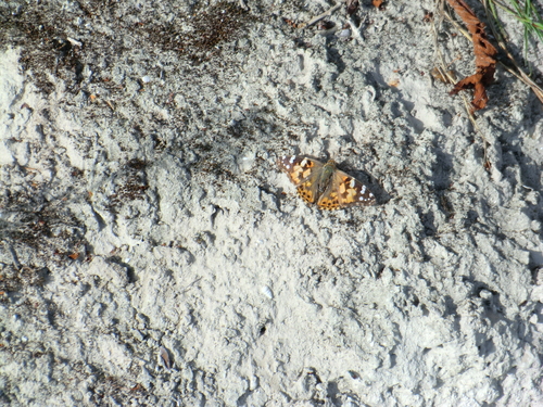 Vanessa cardui