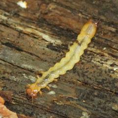 Dendroides