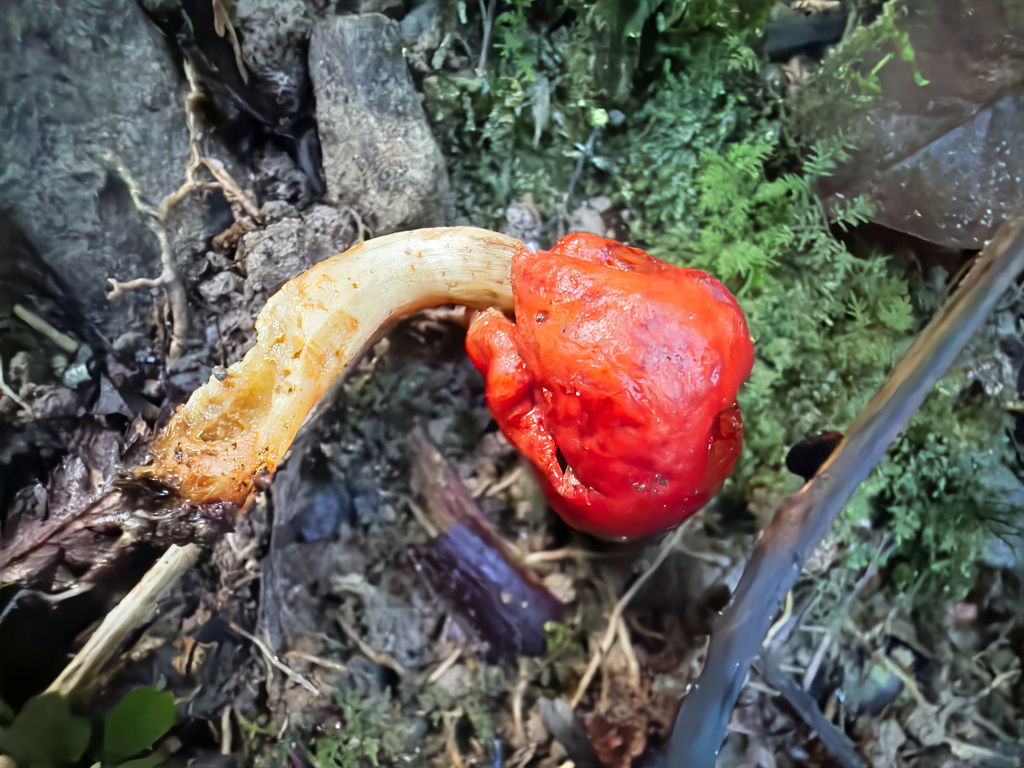 Leratiomyces erythrocephalus · July 2025 · photo: © jeremy_rolfe (iNaturalist, cc-by)