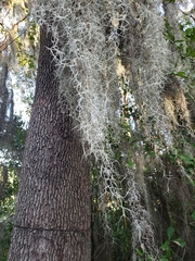 Tillandsia usneoides