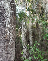Tillandsia usneoides