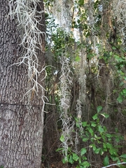 Tillandsia usneoides
