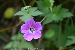 Geranium wallichianum