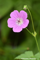 Geranium wallichianum