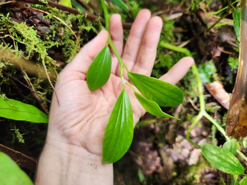 Peperomia reineckei observed 2025-06-13