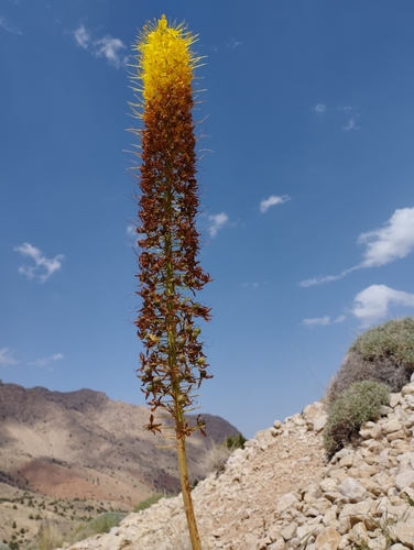 Eremurus stenophyllus