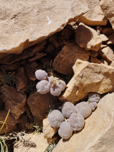 Physoptychis caspica