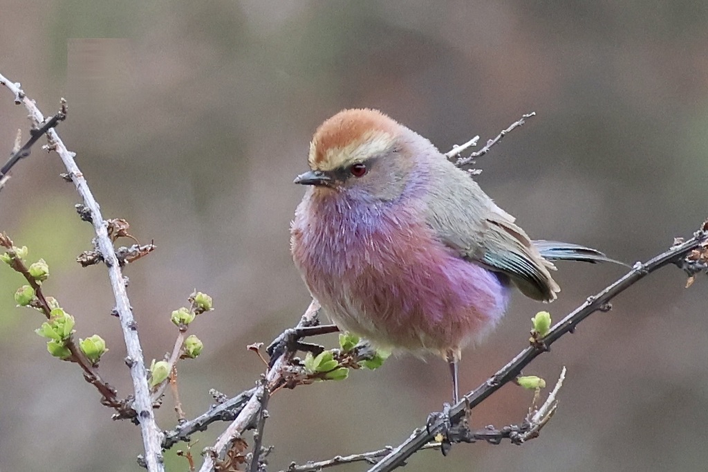 Tit-Warblers