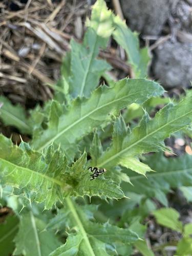 Unknown species found near Cloninger Ln, Bozeman, MT, US
