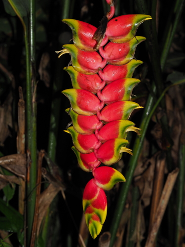 Heliconia rostrata