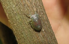 Itzalana submaculata