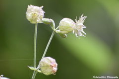 Behenantha