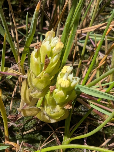 Johnny-nip (Castilleja ambigua)