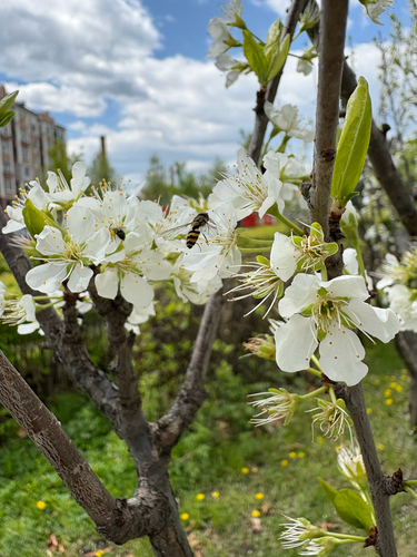 Chinese plum
