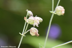 Behenantha