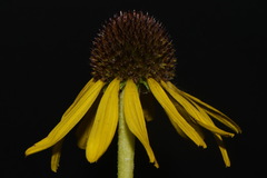 Echinacea paradoxa, photograph (c) Brian Finzel, some rights reserved (CC BY-SA)