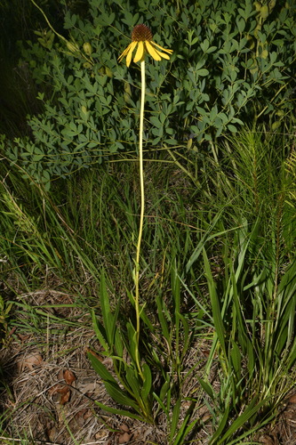Echinacea paradoxa, photograph 6