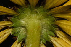 Echinacea paradoxa, photograph (c) Brian Finzel, some rights reserved (CC BY-SA)