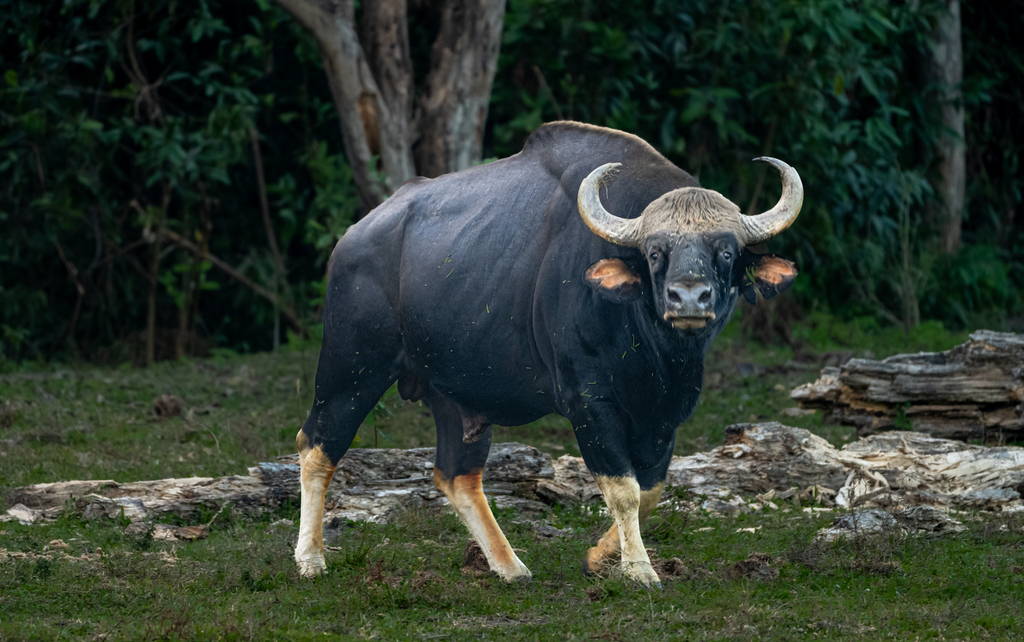 Bos gaurus, Assam, IN, by sohaildatadump