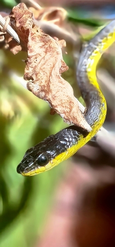 Common Tree Snake sighting