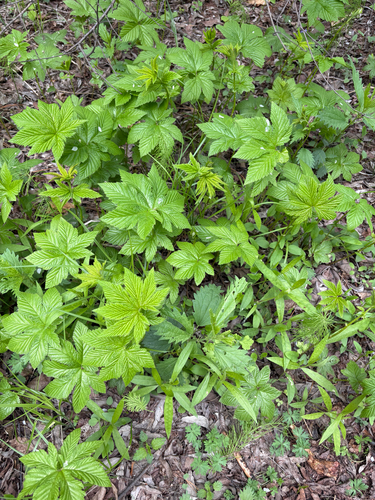 Siberian Meadowsweet