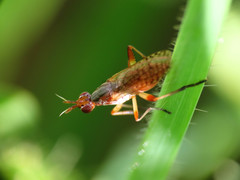 Dichetophora obliterata