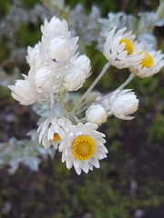 Achyranthemum argenteum