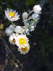 Achyranthemum argenteum