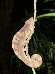 Hooded Chameleon photo 2