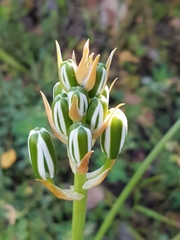 Albuca longifolia
