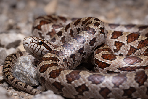 Prairie Kingsnake
