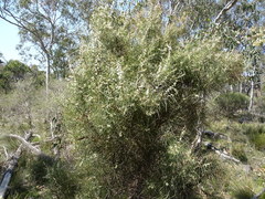 Hakea carinata
