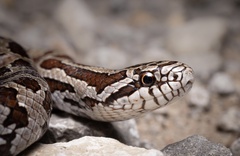 Prairie Kingsnake photo 2