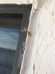 Lineodes
